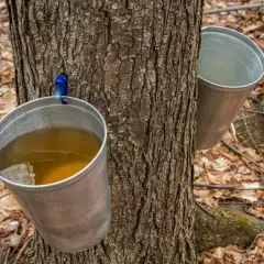 Así es de donde sale el sirope de arce: savia recolectada en cubos metálicos colgados de un árbol.
