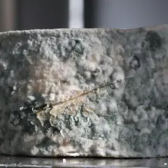 Queso con moho azul y blanco. ¿Qué pasa si como queso con moho? Podría causar malestar estomacal.