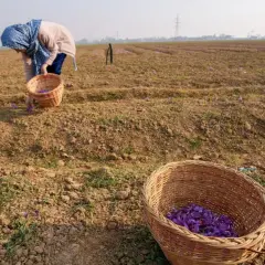 Recolectando azafrán, la especia más cara del mundo, en un campo. Cestas llenas de flores púrpuras.