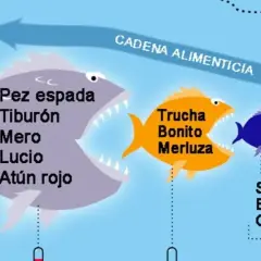 Ilustración de cadena alimenticia: un pez grande con "pez espada, tiburón, mero, lucio, atún rojo" se come a uno naranja con "trucha, bonito, merluza", que a su vez se come a uno azul que se alimenta de krill. El pescado azul sin mercurio es el que est...