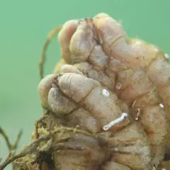 Una extraña patata de mar, con tentáculos y algas adheridas, descansa en el fondo marino.