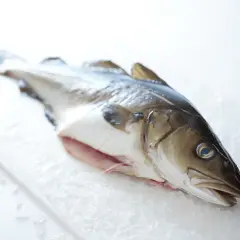 Un bacalao fresco sobre hielo. Este pescado blanco es ideal para preparar platos saludables y deliciosos.