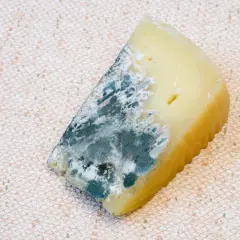 Un trozo de queso con moho azul y blanco, con una textura rugosa en el borde.
