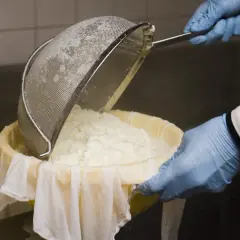 Manos enguantadas vierten cuajada en un colador, parte del proceso de elaboración del queso.