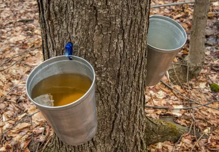 Así es de donde sale el sirope de arce: savia recolectada en cubos metálicos colgados de un árbol.