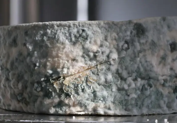 Queso con moho azul y blanco. ¿Qué pasa si como queso con moho? Podría causar malestar estomacal.