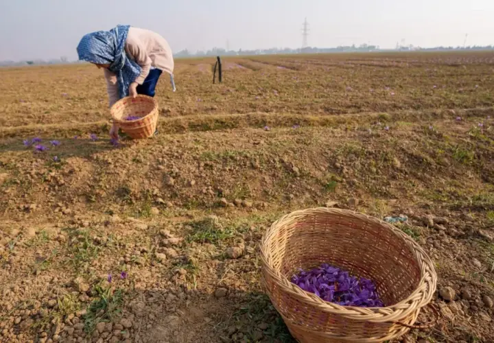 Recolectando azafrán, la especia más cara del mundo, en un campo. Cestas llenas de flores púrpuras.