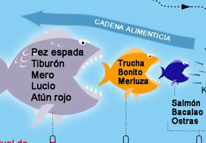 Ilustración de cadena alimenticia: un pez grande con "pez espada, tiburón, mero, lucio, atún rojo" se come a uno naranja con "trucha, bonito, merluza", que a su vez se come a uno azul que se alimenta de krill. El pescado azul sin mercurio es el que est...