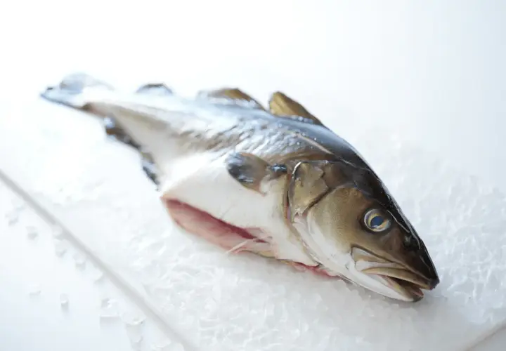 Un bacalao fresco sobre hielo. Este pescado blanco es ideal para preparar platos saludables y deliciosos.