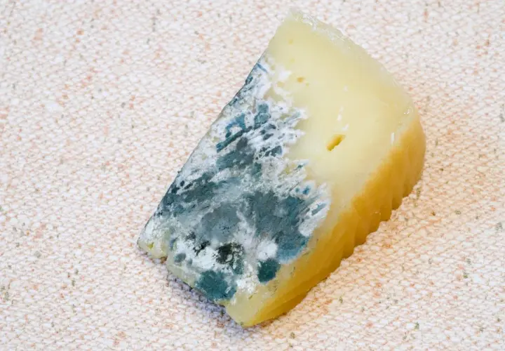 Un trozo de queso con moho azul y blanco, con una textura rugosa en el borde.