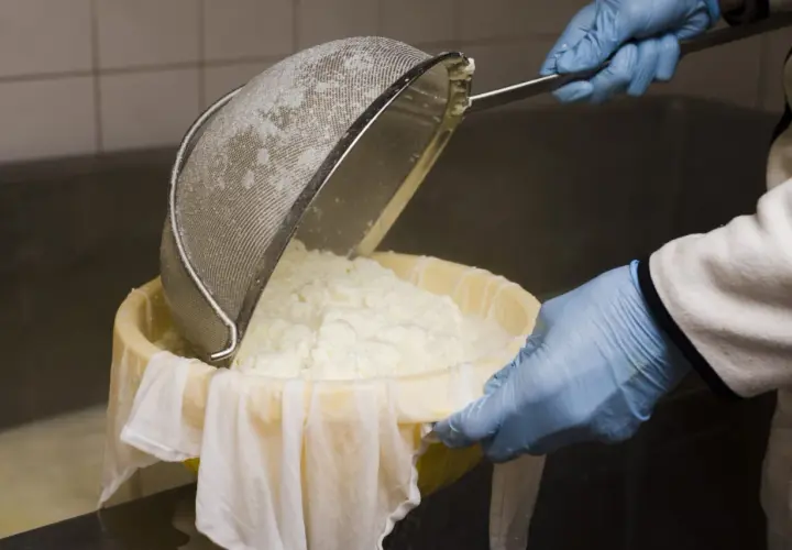 Manos enguantadas vierten cuajada en un colador, parte del proceso de elaboración del queso.