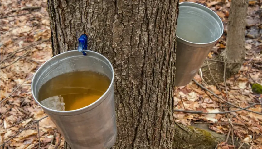 Así es de donde sale el sirope de arce: savia recolectada en cubos metálicos colgados de un árbol.