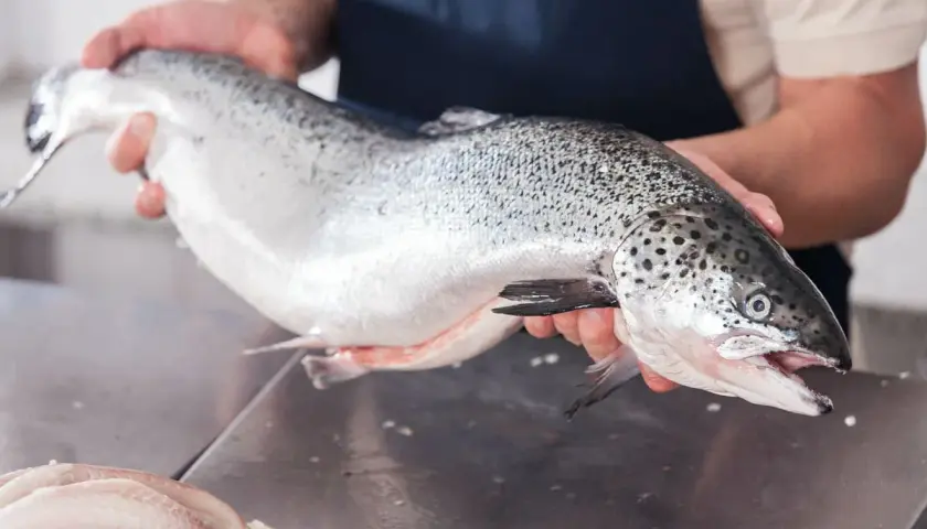 Un pescadero muestra un salmón fresco, un delicioso pescado azul, listo para ser preparado.