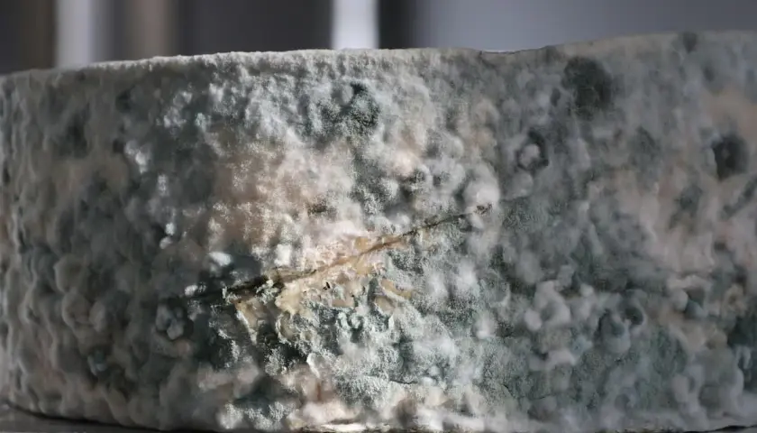 Queso con moho azul y blanco. ¿Qué pasa si como queso con moho? Podría causar malestar estomacal.