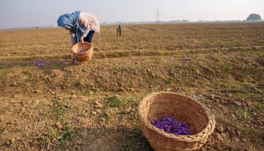 Recolectando azafrán, la especia más cara del mundo, en un campo. Cestas llenas de flores púrpuras.