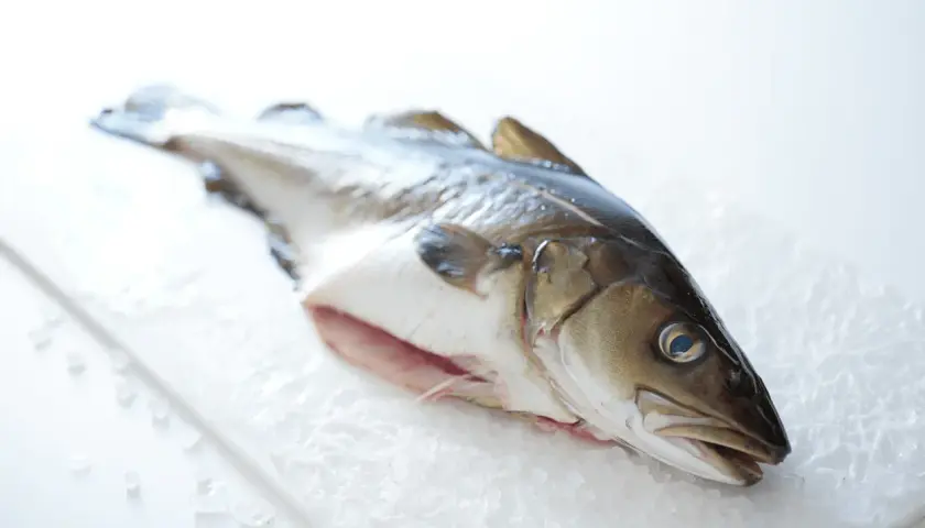 Un bacalao fresco sobre hielo. Este pescado blanco es ideal para preparar platos saludables y deliciosos.
