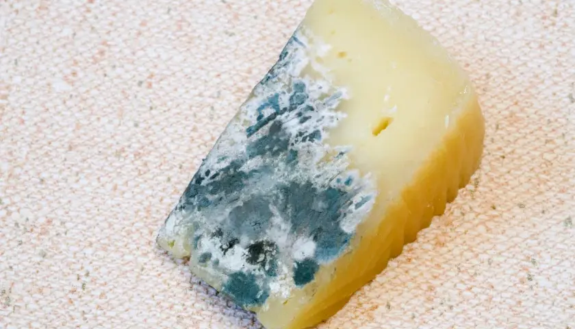 Un trozo de queso con moho azul y blanco, con una textura rugosa en el borde.