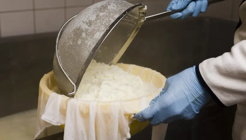 Manos enguantadas vierten cuajada en un colador, parte del proceso de elaboración del queso.