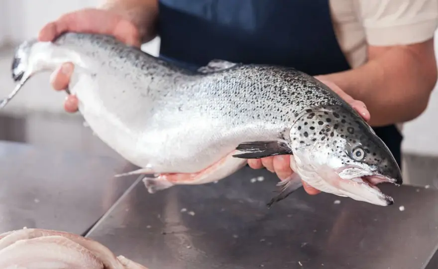 ¿El salmón es pescado azul? Lo que debes saber