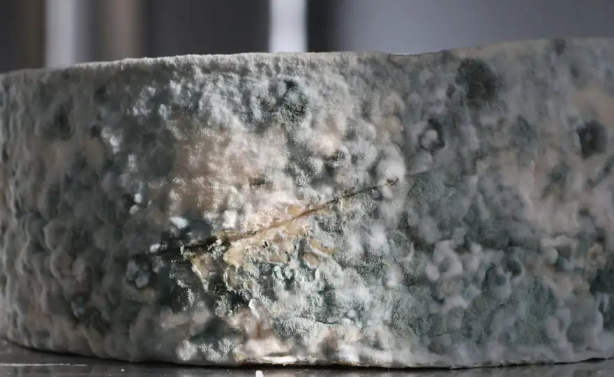 ¿Qué pasa si comes queso con moho? Cuándo tirarlo