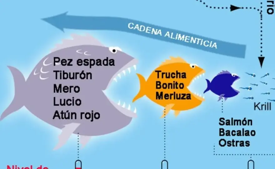 Pescados azules con menos mercurio y cuáles conviene evitar