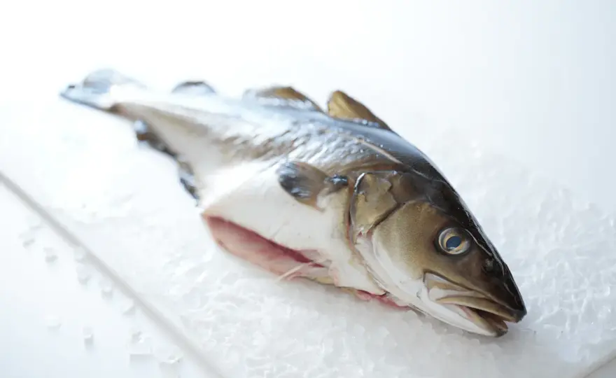 ¿El bacalao es pescado blanco o azul? Claves para cocinarlo bien