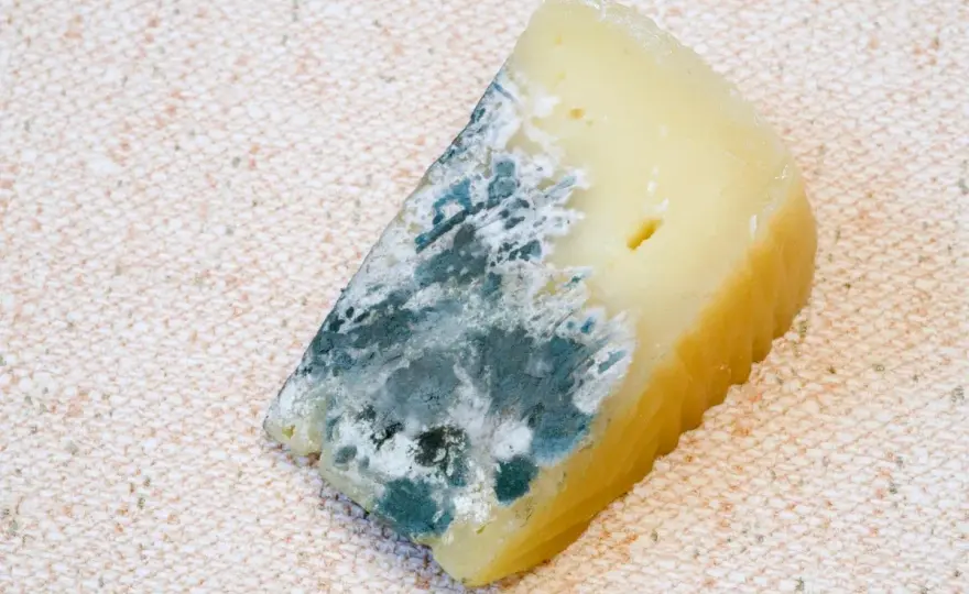 ¿Moho en el queso? Cuándo se puede comer y cuándo tirarlo