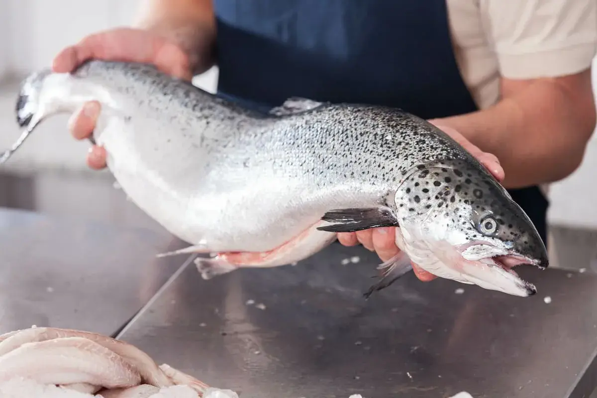Un pescadero muestra un salmón fresco, un delicioso pescado azul, listo para ser preparado.