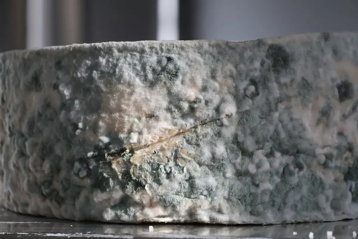 Queso con moho azul y blanco. ¿Qué pasa si como queso con moho? Podría causar malestar estomacal.