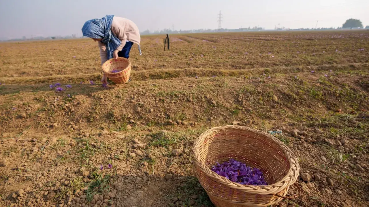 Recolectando azafrán, la especia más cara del mundo, en un campo. Cestas llenas de flores púrpuras.