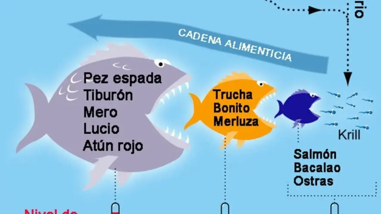 Ilustración de cadena alimenticia: un pez grande con "pez espada, tiburón, mero, lucio, atún rojo" se come a uno naranja con "trucha, bonito, merluza", que a su vez se come a uno azul que se alimenta de krill. El pescado azul sin mercurio es el que est...