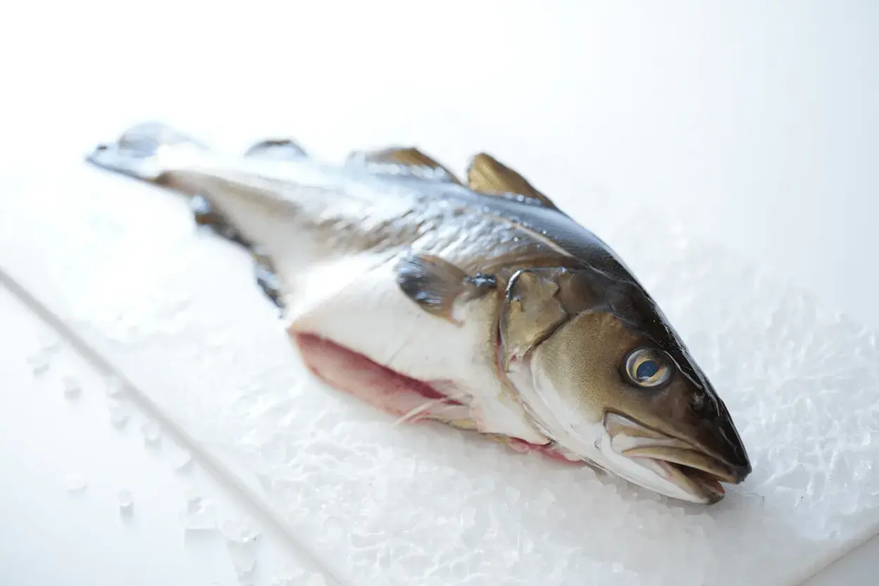 Un bacalao fresco sobre hielo. Este pescado blanco es ideal para preparar platos saludables y deliciosos.