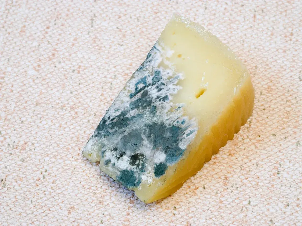 Un trozo de queso con moho azul y blanco, con una textura rugosa en el borde.