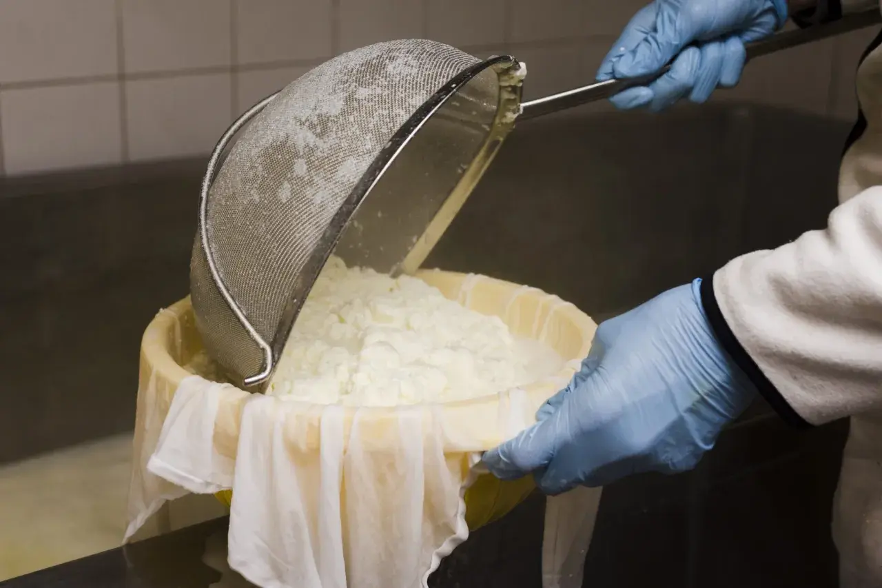 Manos enguantadas vierten cuajada en un colador, parte del proceso de elaboración del queso.