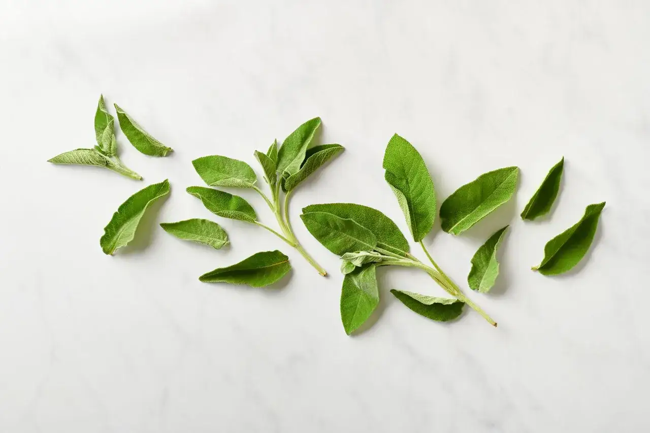 Ramas y hojas de salvia para cocinar, dispuestas sobre una superficie de m&aacute;rmol blanco.