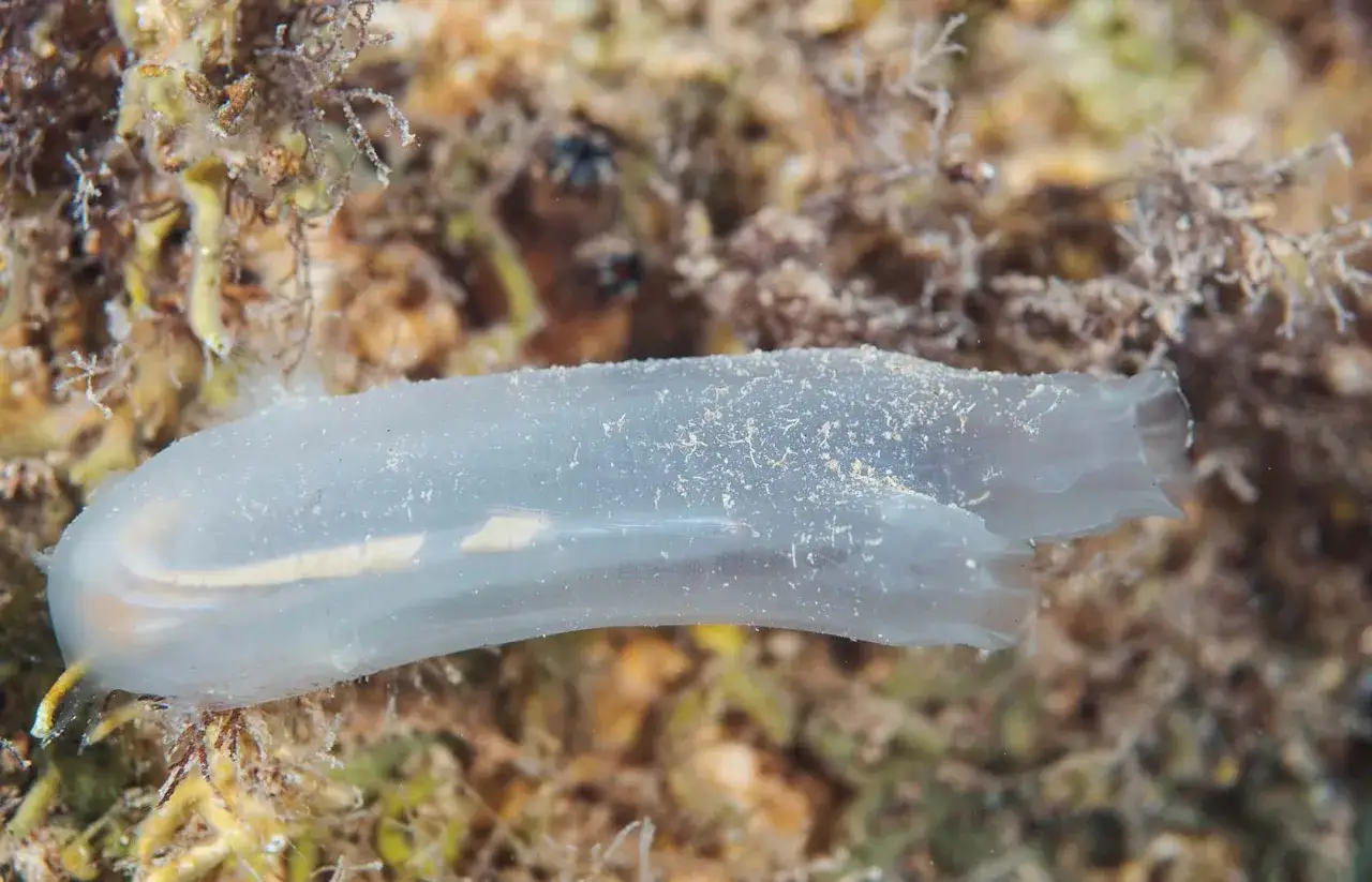Una translúcida patata de mar, con un interior amarillento, descansa sobre un lecho marino cubierto de algas y sedimentos.