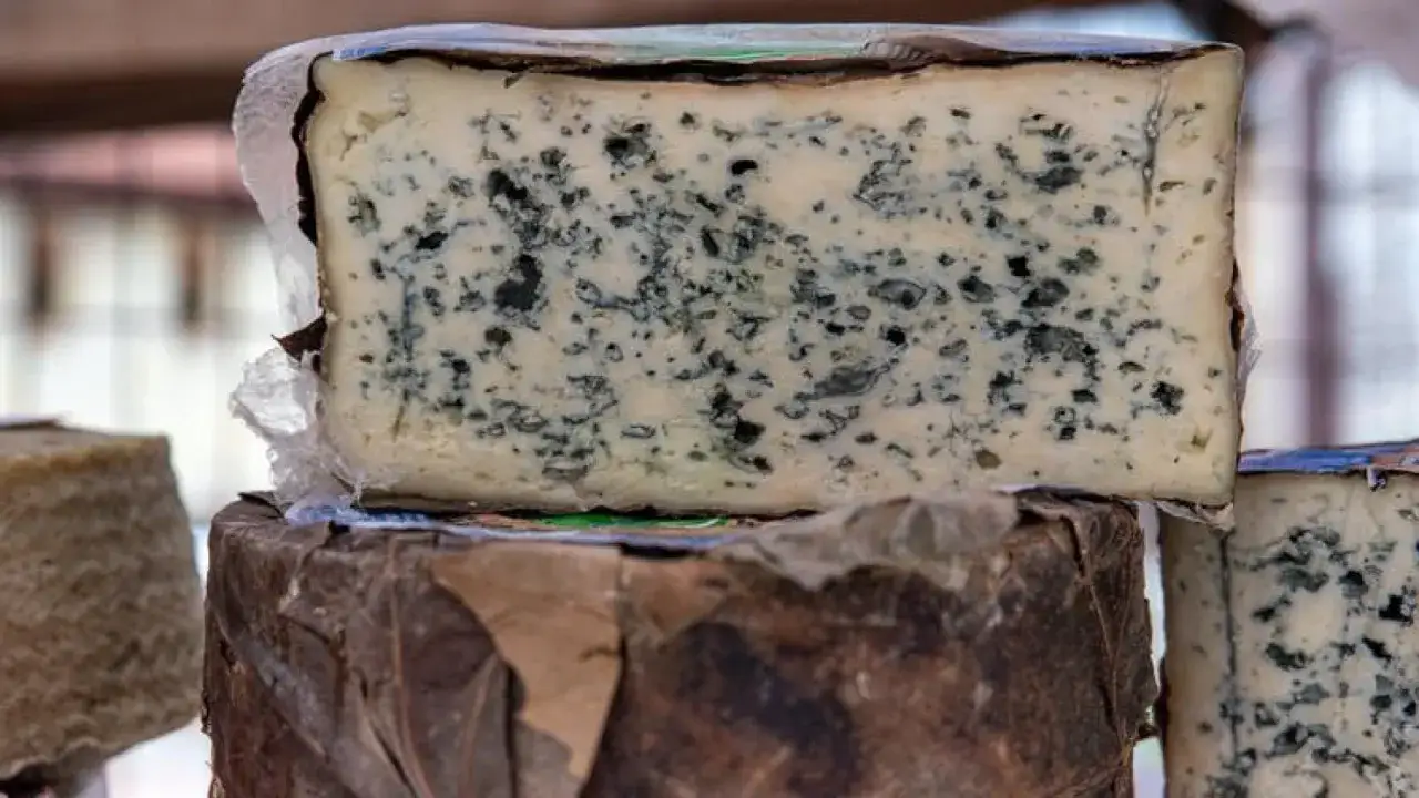 Queso azul con moho verde y negro. Si el moho es de otro color o huele mal, así es como saber si el queso está malo.