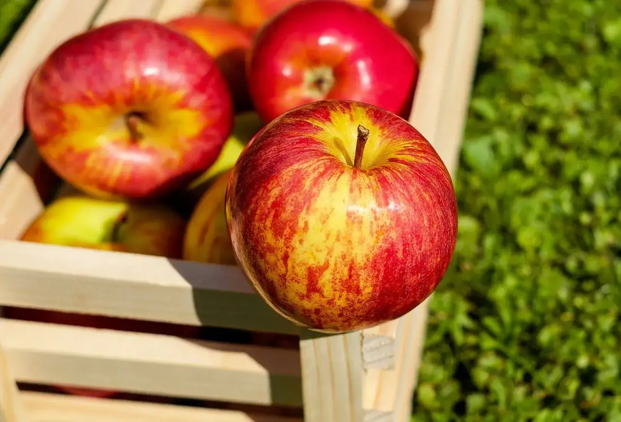 Manzanas rojas y amarillas en una caja de madera, mostrando diferentes tipos de manzana listos para ser cosechados.