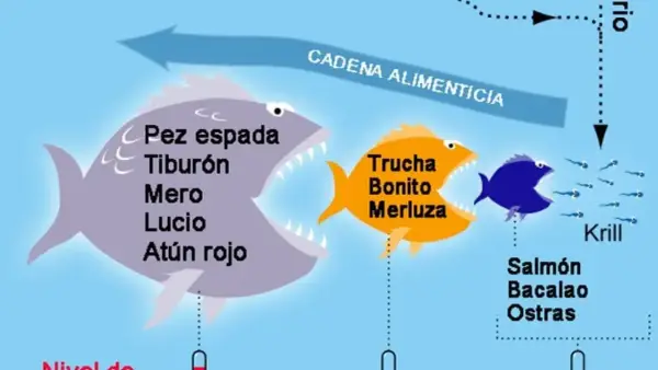 Ilustración de cadena alimenticia: un pez grande con "pez espada, tiburón, mero, lucio, atún rojo" se come a uno naranja con "trucha, bonito, merluza", que a su vez se come a uno azul que se alimenta de krill. El pescado azul sin mercurio es el que est...